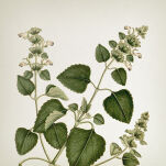 Vila Hermanos Apothecary Patchouli & Vanilla - krem do rąk i ciała 300 ml - 2