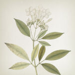 Vila Hermanos Apothecary Sea Salt & Jasmine - krem do rąk i ciała 300 ml - 2