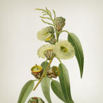 Vila Hermanos Apothecary Eucalyptus & Mint - mydło do rąk 250 ml - 2