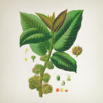 Vila Hermanos Apothecary Black Fig & Neroli - krem do rąk i ciała 300 ml - 2